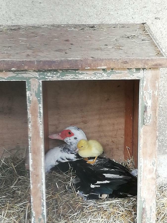 Ferme Auberge A La Colline Ferdrupt Zewnętrze zdjęcie